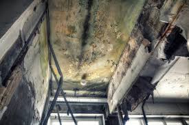 Best Basement Mold Removal  in Polk City, FL